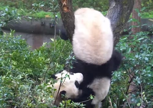 две панды не поделили дерево
