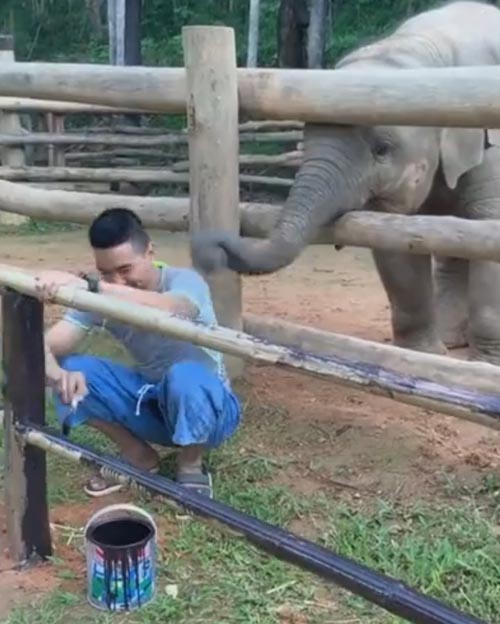 игривый слонёнок ждёт внимания