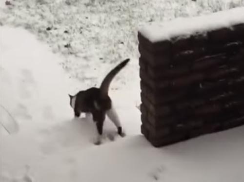 кошке не понравился первый снег