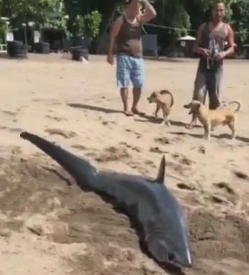 спасение акулы на пляже