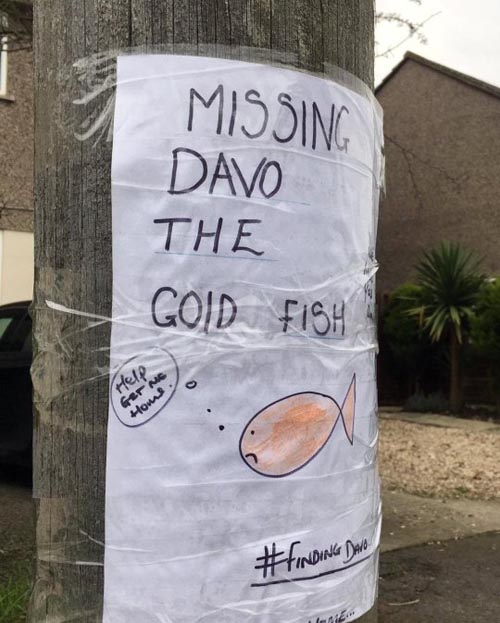 пропавшая золотая рыбка