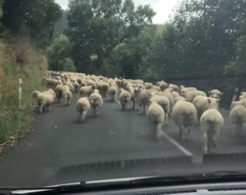 большое стадо овец на дороге