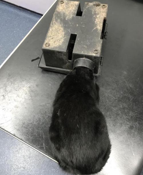 кот застрял в ловушке для крыс