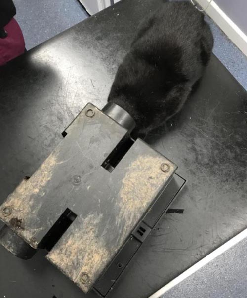 кот застрял в ловушке для крыс