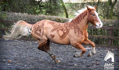 искусство стрижки лошадей