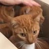спасение кошек из коробок