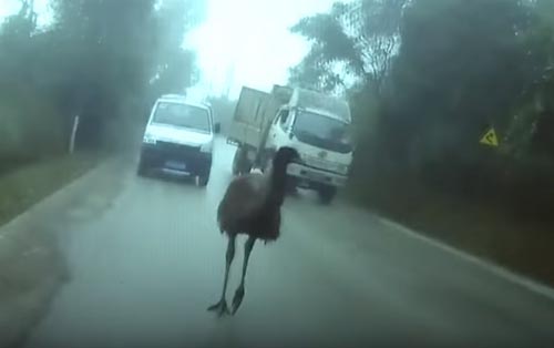 страус устроил забег на дороге