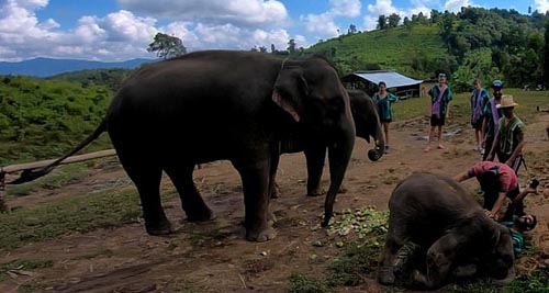 слонёнок повалил туриста на землю