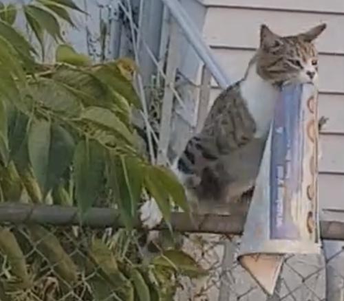 кот ворует газеты у соседей