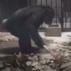 шимпанзе подметает веником