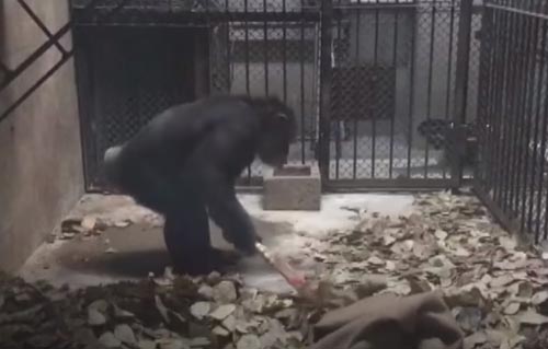 шимпанзе подметает веником