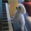 собака играет на фортепиано