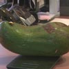 рекордные авокадо фермера