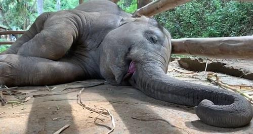слонёнок заснул и захрапел