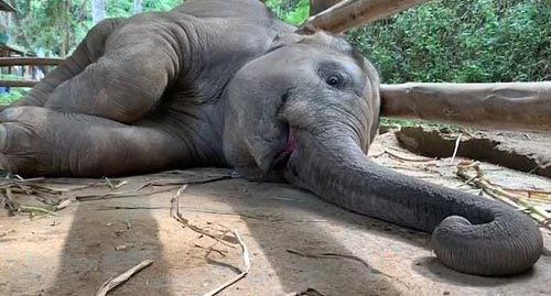 слонёнок заснул и захрапел