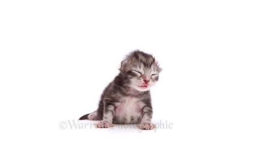 видео со взрослением кошки
