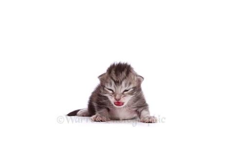 видео со взрослением кошки