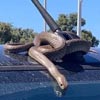 ядовитая змея на крыше машины