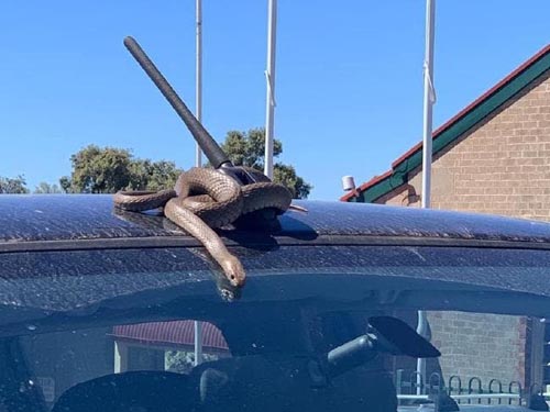 ядовитая змея на крыше машины