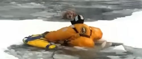 собаку спасли из ледяной воды