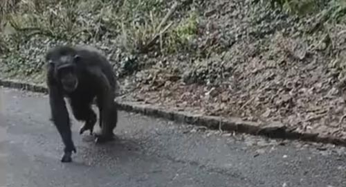 шимпанзе сбежали из вольера