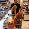 покупатель с тремя собаками