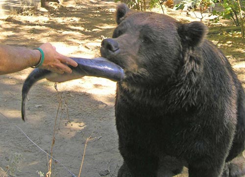кормлением медведей лососем