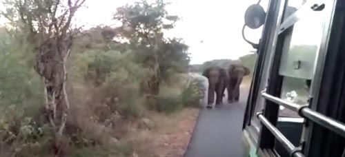 слоны остановили автобус