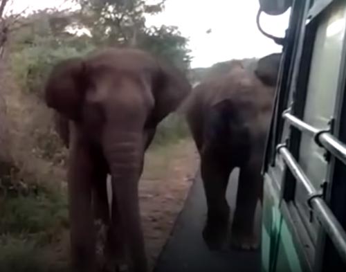 слоны остановили автобус