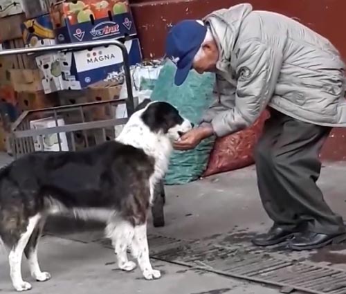 старик напоил бездомную собаку