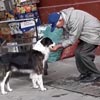старик напоил бездомную собаку