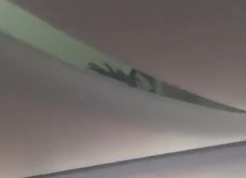 скорпион пробрался в самолёт