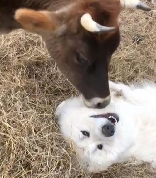 дружба между коровой и собакой