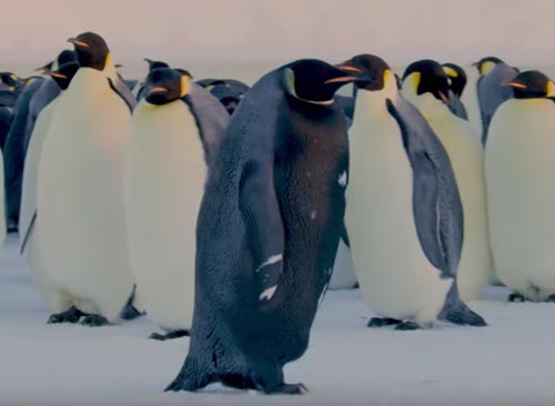самый редкий пингвин в мире