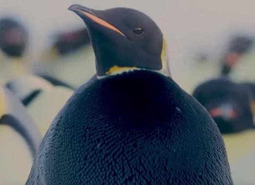 самый редкий пингвин в мире