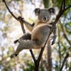 коала стала фотомоделью