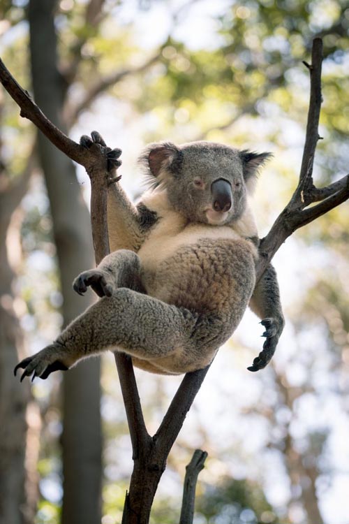 коала стала фотомоделью