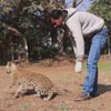врачи учат ходить леопарда