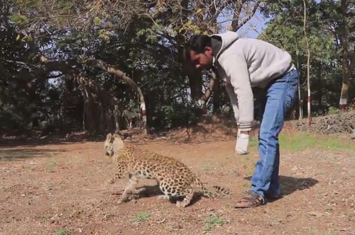 врачи учат ходить леопарда