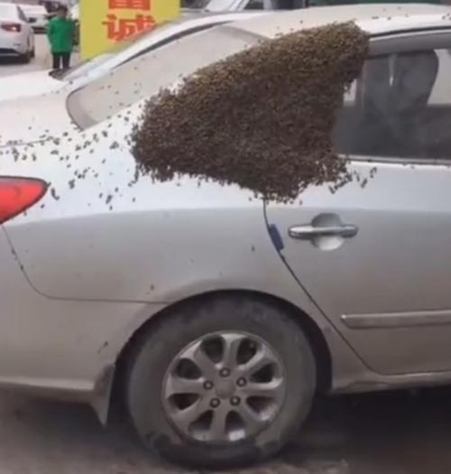 пчёлы уселись на автомобиль
