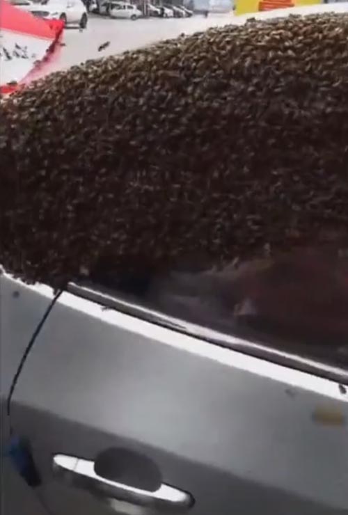 пчёлы уселись на автомобиль