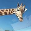 жадный жираф в сафари-парке