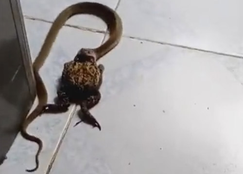 змея поймала большую лягушку