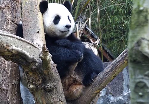 панда оказалась застенчивой