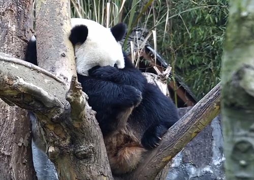 панда оказалась застенчивой