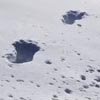 следы бигфута в снегу