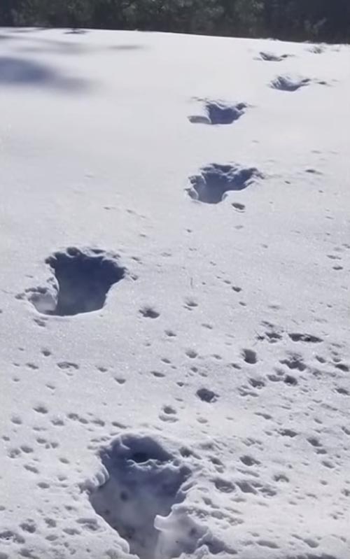 следы бигфута в снегу