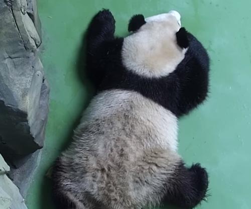 панда дремлет в позе коврика