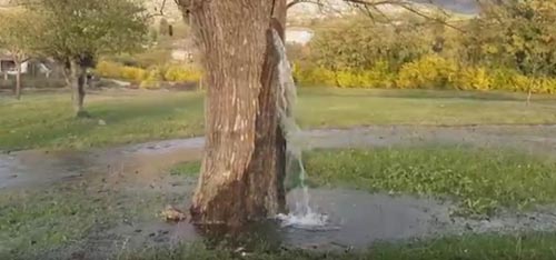дерево превращается в водопад