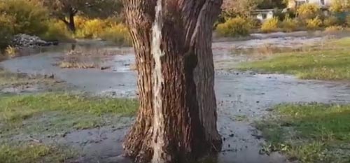 дерево превращается в водопад